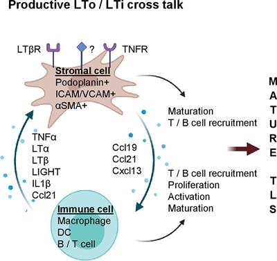 Therapeutic Induction of Tertiary Lymphoid Structures in Cancer Through Stromal Remodeling